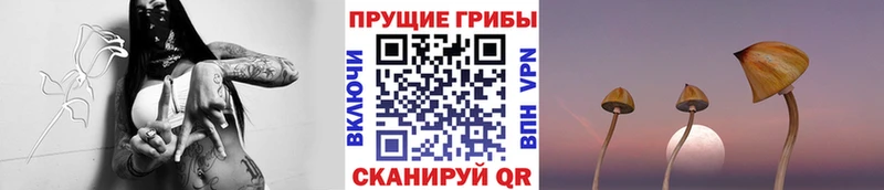 Псилоцибиновые грибы мицелий  Новокубанск 